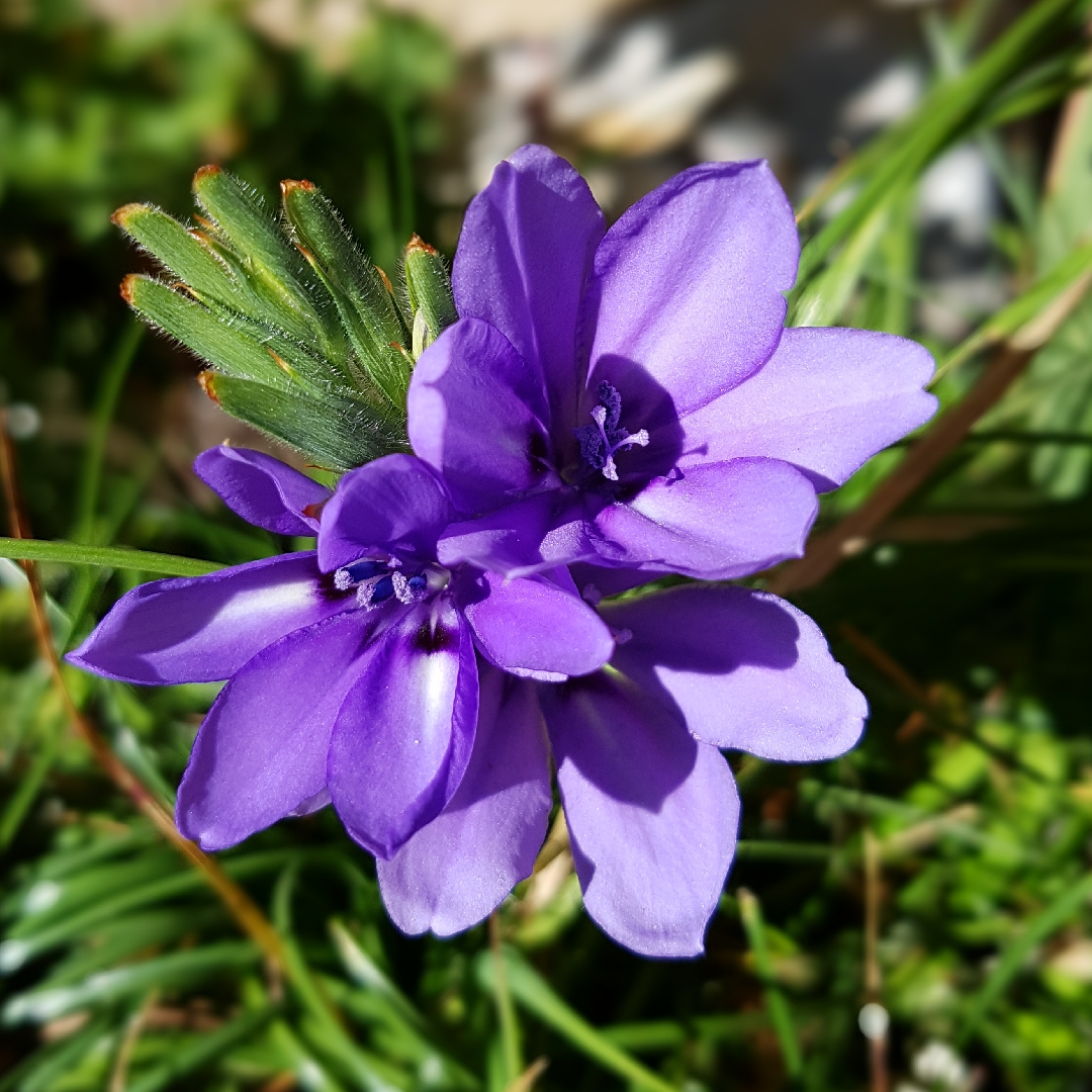 Babiana in the GardenTags plant encyclopedia Baboon Flower in the GardenTags plant encyclopedia
