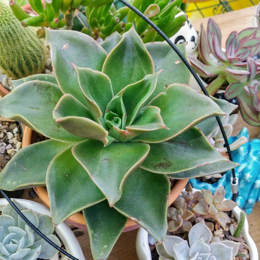 Echeveria Green Star, Echeveria 'Green Star' in GardenTags plant  encyclopedia