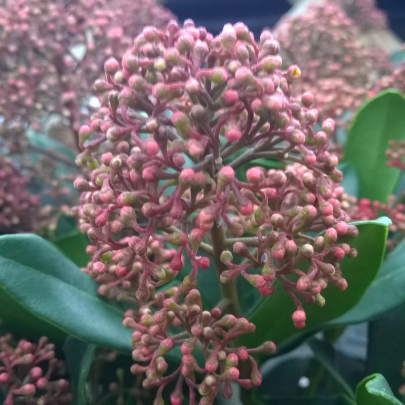 Skimmia japonica Moerings3 syn. Skimmia japonica Rubesta in the GardenTags plant encyclopedia Japanese Skimmia Rubesta in the GardenTags plant encyclopedia
