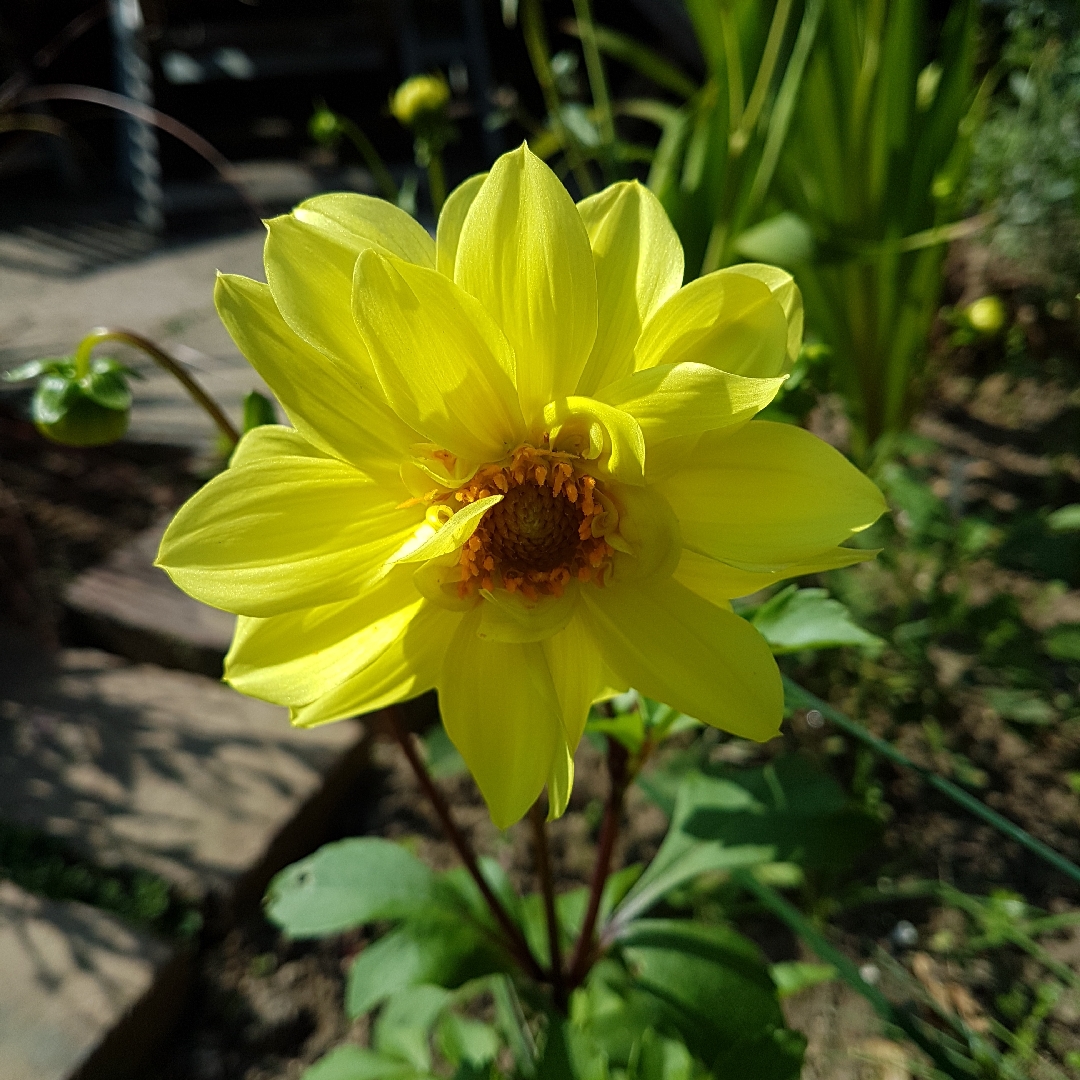 Dahlia variabilis Giant Hybrids Mixed in the GardenTags plant encyclopedia Dahlia Giant Hybrids Mixed in the GardenTags plant encyclopedia