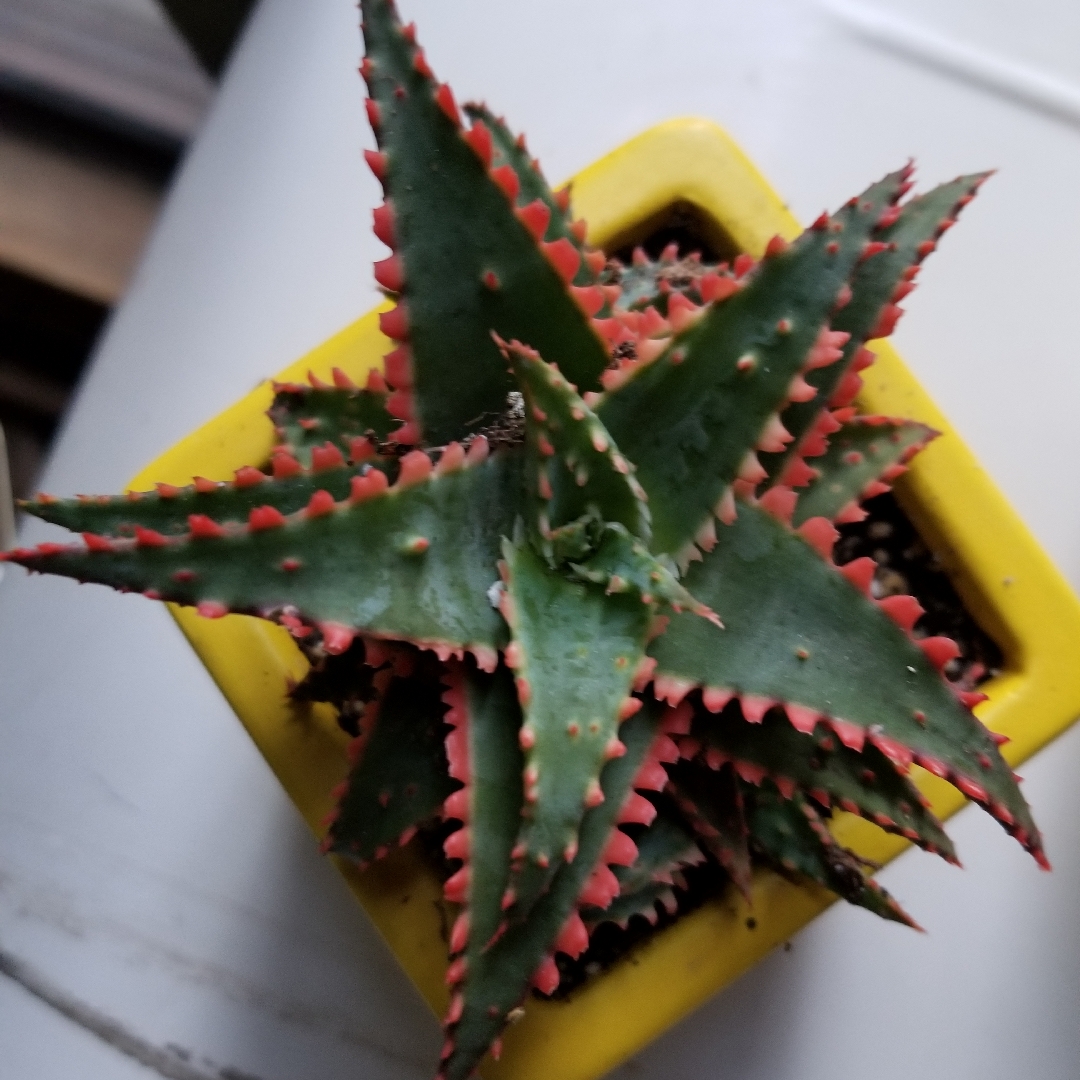 Aloe Christmas Sleigh in the GardenTags plant encyclopedia Aloe Christmas Sleigh in the GardenTags plant encyclopedia