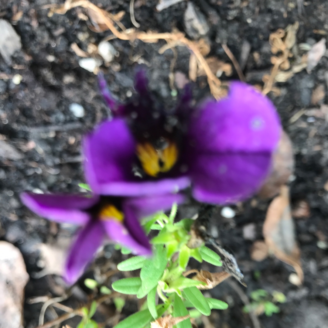 Calibrachoa Superbells® Grape Punch in the GardenTags plant encyclopedia Superbells Grape Punch in the GardenTags plant encyclopedia