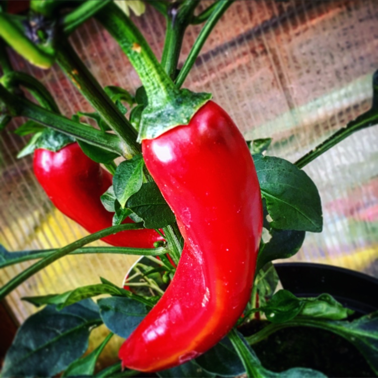 Capsicum annuum Big Devil (grafted) in the GardenTags plant encyclopedia Chilli Big Devil (grafted) in the GardenTags plant encyclopedia