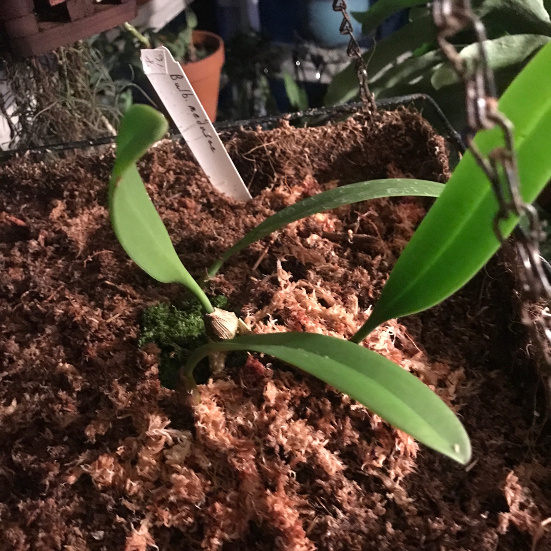 Bulbophyllum medusae in the GardenTags plant encyclopedia Medusa Orchid in the GardenTags plant encyclopedia