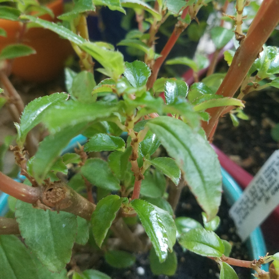 Begonia foliosa var. miniata in the GardenTags plant encyclopedia Fuchsia Flowered Begonia in the GardenTags plant encyclopedia