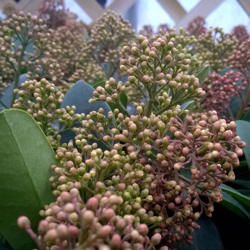 Skimmia japonica White Gerpa in the GardenTags plant encyclopedia Japanese Skimmia White Gerpa in the GardenTags plant encyclopedia