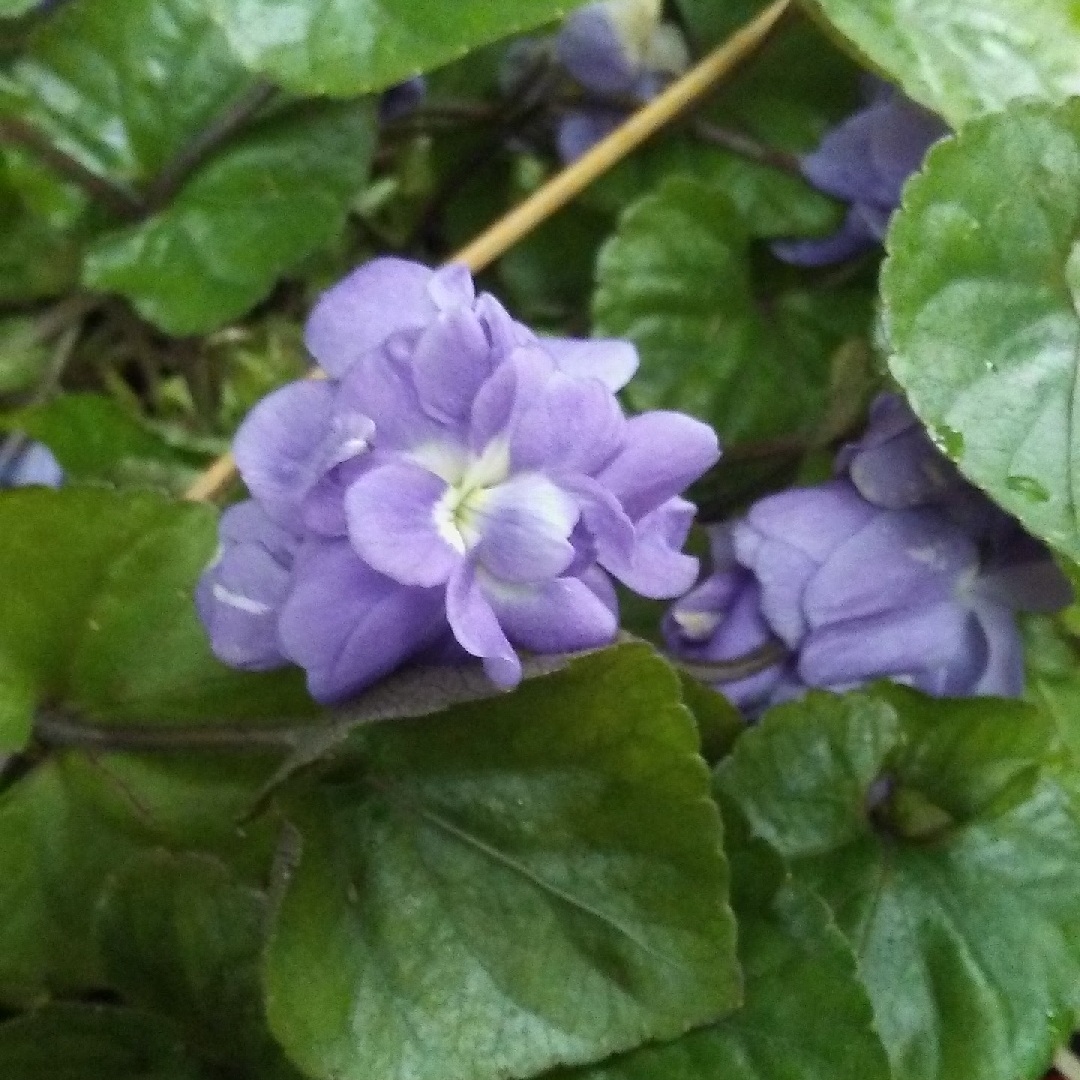 Viola odorata Duchesse De Parme in the GardenTags plant encyclopedia Parma Violet in the GardenTags plant encyclopedia