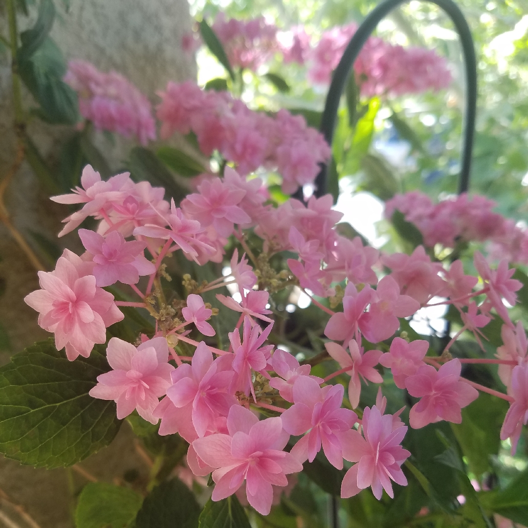 Hydrangea macrophylla Youmesix syn. Hydrangea macrophylla Expression in the GardenTags plant encyclopedia Hydrangea Expression in the GardenTags plant encyclopedia