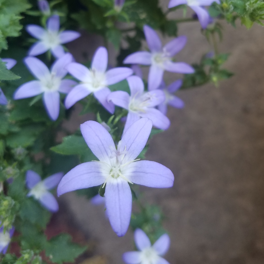 Bellflower Blue Gown in the GardenTags plant encyclopedia
