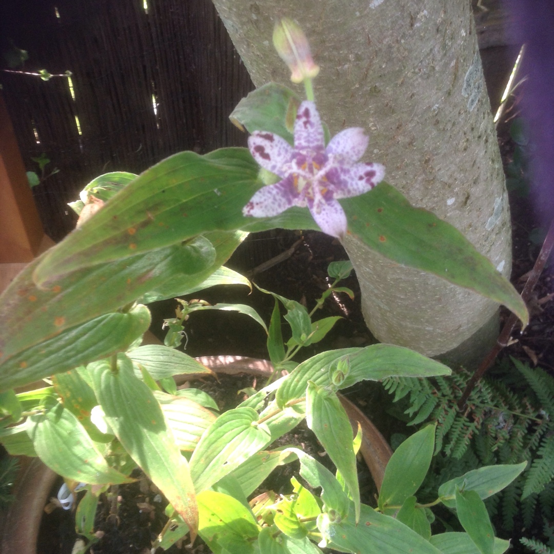 Tricyrtis hirta Miyazaki in the GardenTags plant encyclopedia Japanese Toad Lily Miyazaki in the GardenTags plant encyclopedia