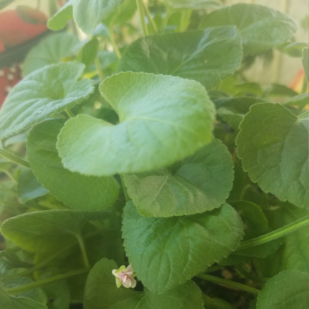 Viola odorata Rosea in the GardenTags plant encyclopedia Sweet Violet Rosea in the GardenTags plant encyclopedia