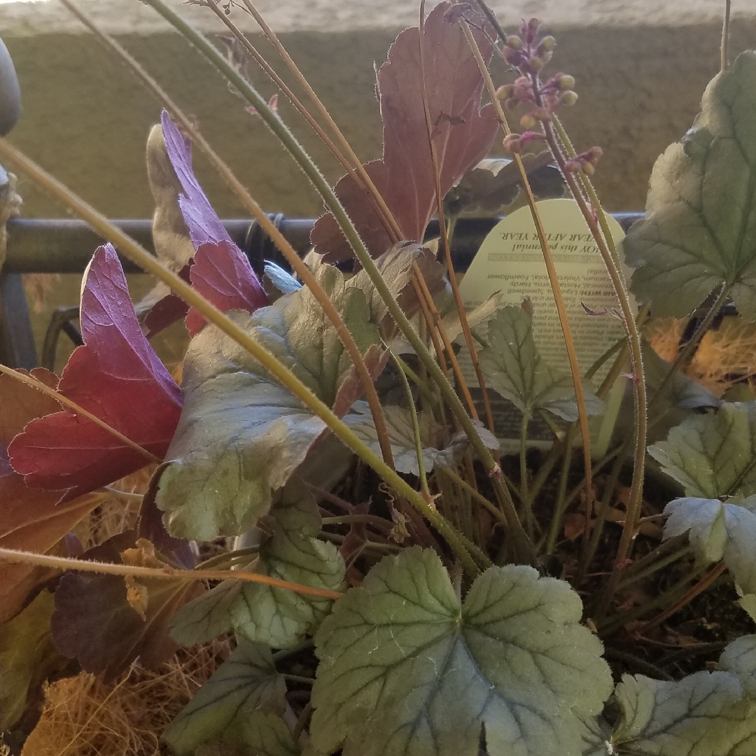 Heuchera Silver Gumdrop (Dolce Series) in the GardenTags plant encyclopedia Alumroot Silver Gumdrop in the GardenTags plant encyclopedia