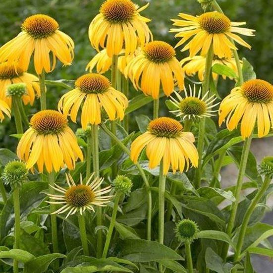 Echinacea Harvest Moon (Big Sky Series) syn. Echinacea Matthew Saul in the GardenTags plant encyclopedia Coneflower Harvest Moon in the GardenTags plant encyclopedia