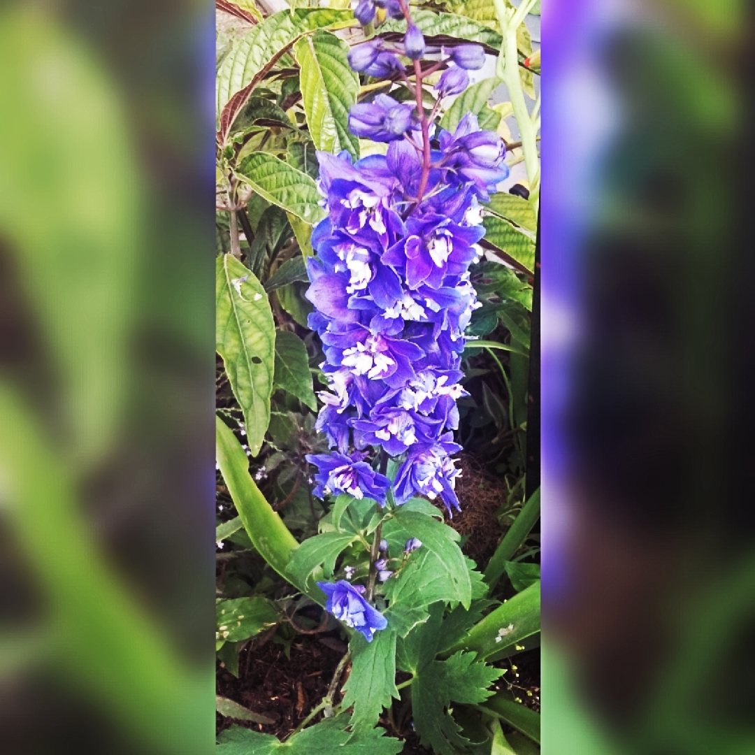 Delphinium Triton Dark Blue in the GardenTags plant encyclopedia Larkspur Triton Dark Blue in the GardenTags plant encyclopedia