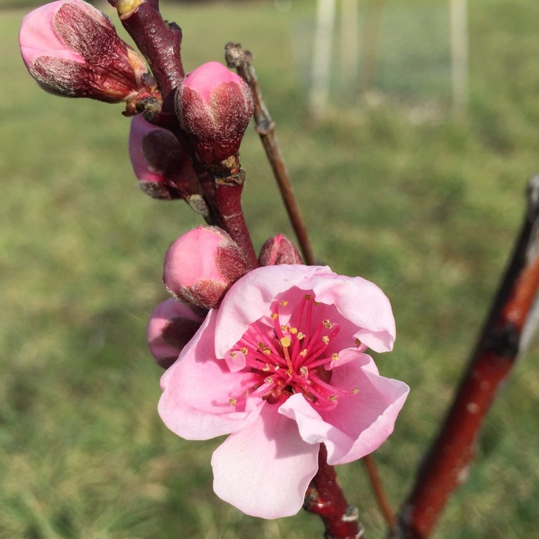 Prunus persica var. nectarina Red Gold in the GardenTags plant encyclopedia Nectarine Red Gold in the GardenTags plant encyclopedia