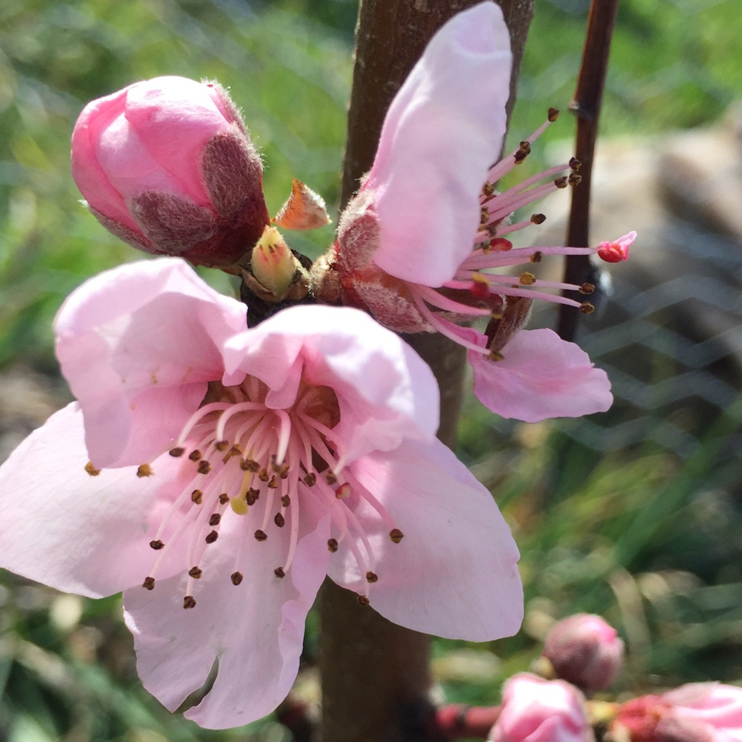 Prunus persica var. nectarina Fantasia in the GardenTags plant encyclopedia Nectarine Fantasia in the GardenTags plant encyclopedia