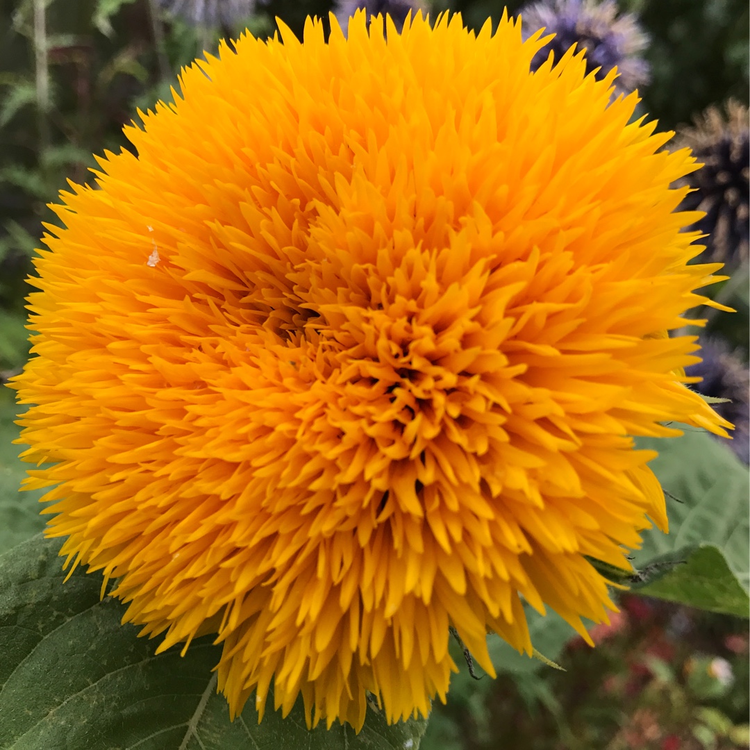 Helianthus annuus Tall Sungold in the GardenTags plant encyclopedia Sunflower Tall Sungold in the GardenTags plant encyclopedia