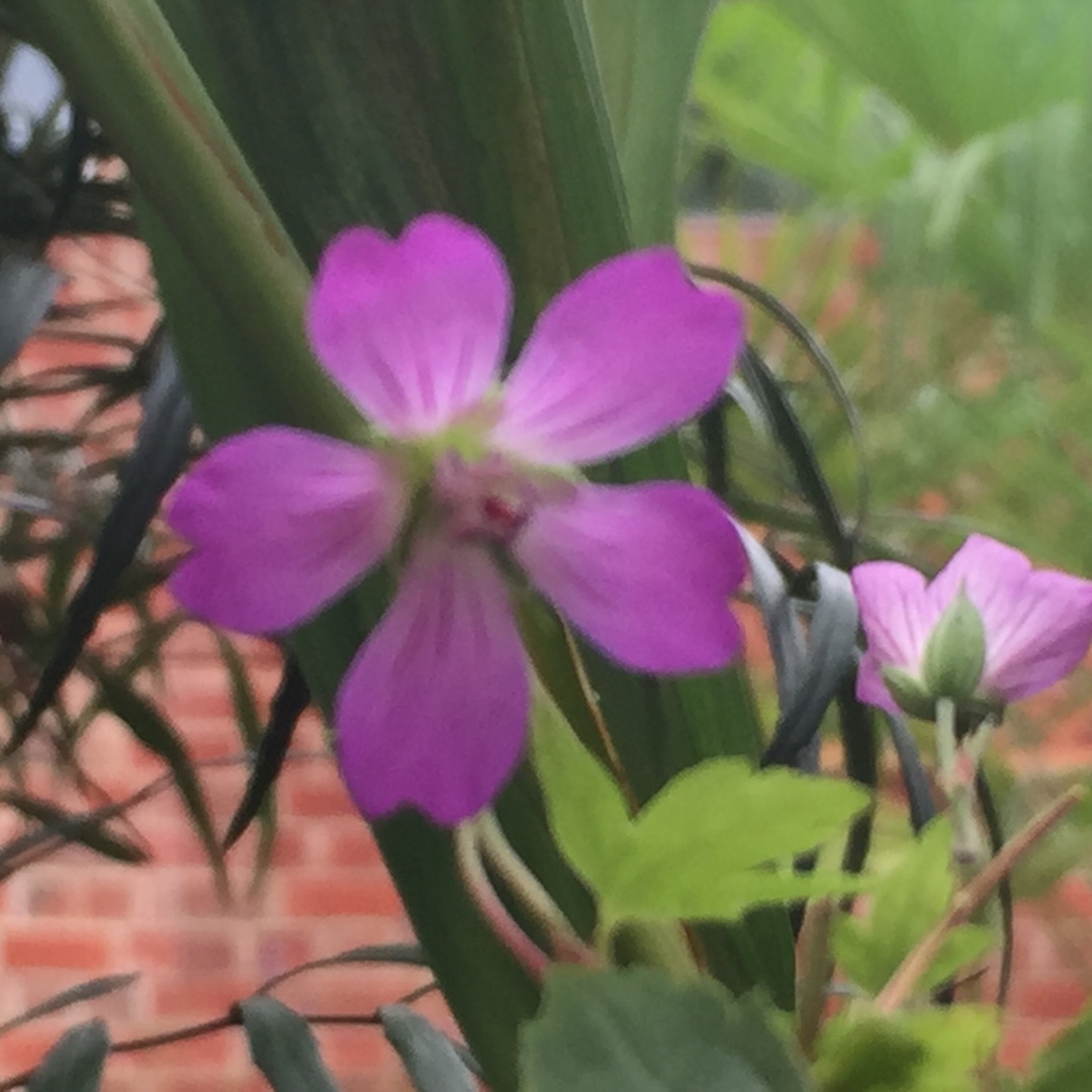 Geranium nodosum Swish Purple in the GardenTags plant encyclopedia Knotted Cranesbill Swish Purple in the GardenTags plant encyclopedia