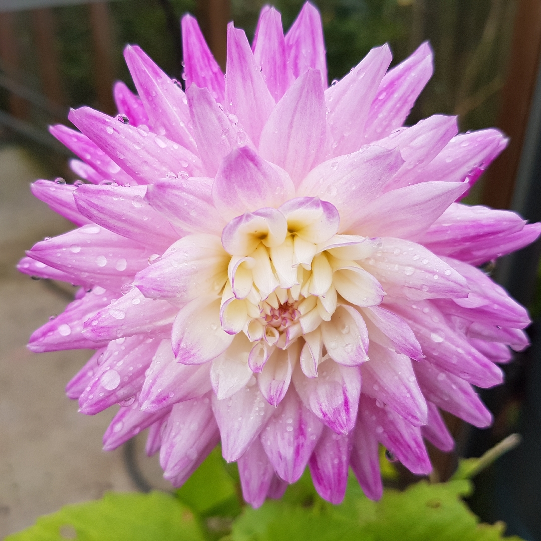 Dahlia Hillcrest Candy in the GardenTags plant encyclopedia Dahlia Hillcrest Candy in the GardenTags plant encyclopedia