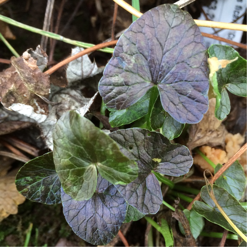 Ficaria verna Coppernob in the GardenTags plant encyclopedia Lesser Celandine Coppernob in the GardenTags plant encyclopedia