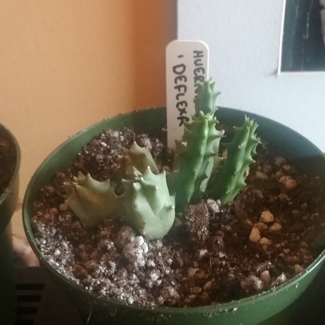 Huernia deflexa in the GardenTags plant encyclopedia Huernia deflexa in the GardenTags plant encyclopedia
