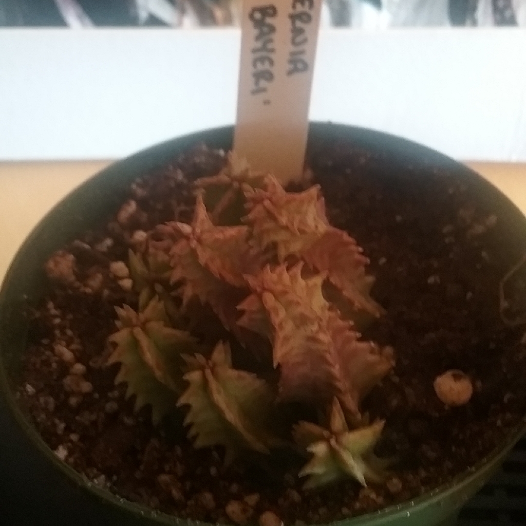 Huernia bayeri in the GardenTags plant encyclopedia Lifesaver Plant in the GardenTags plant encyclopedia