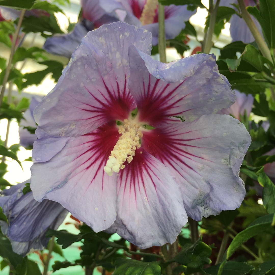 Hibiscus syriacus Azurri in the GardenTags plant encyclopedia Rose of Sharon Azurri in the GardenTags plant encyclopedia
