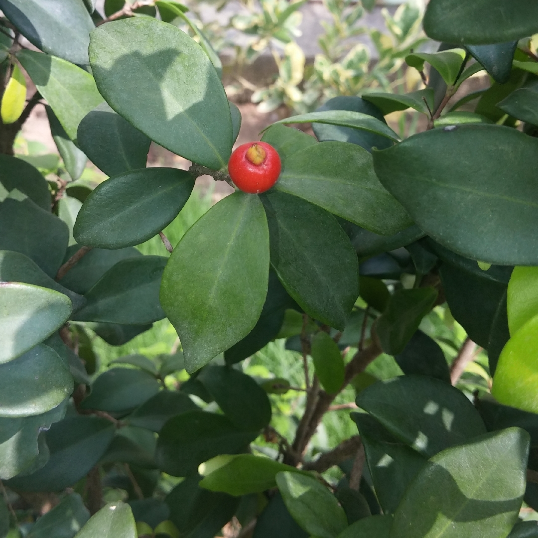 Eugenia Reinwardtiana in the GardenTags plant encyclopedia Cedar Bay Cherry in the GardenTags plant encyclopedia
