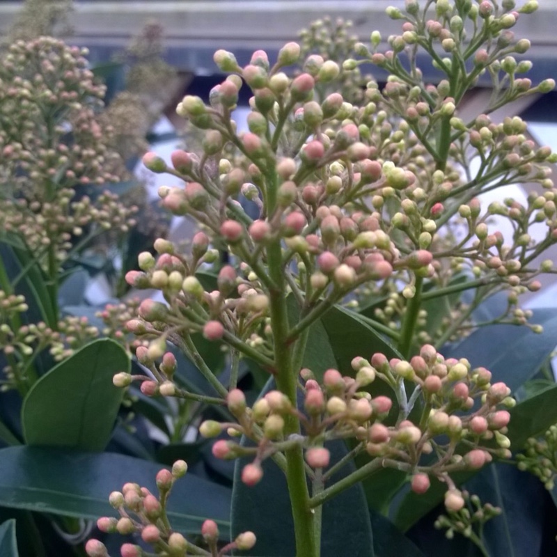 Skimmia japonica White Bella in the GardenTags plant encyclopedia Japanese Skimmia White Bella in the GardenTags plant encyclopedia