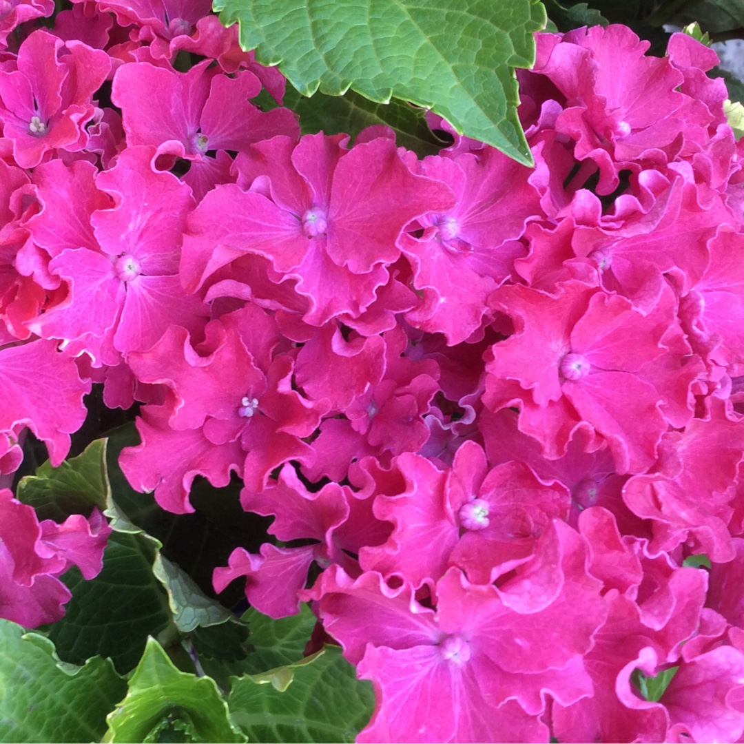 Hydrangea Macrophylla Curly Sparkle Red in the GardenTags plant encyclopedia Mophead Hydrangea Curly Sparkle Red in the GardenTags plant encyclopedia