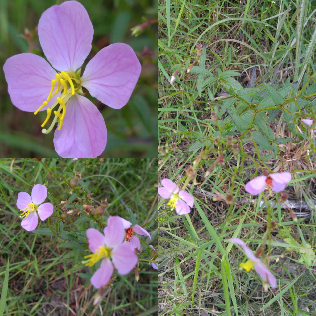 Rhexia virginica in the GardenTags plant encyclopedia Meadow beauty in the GardenTags plant encyclopedia