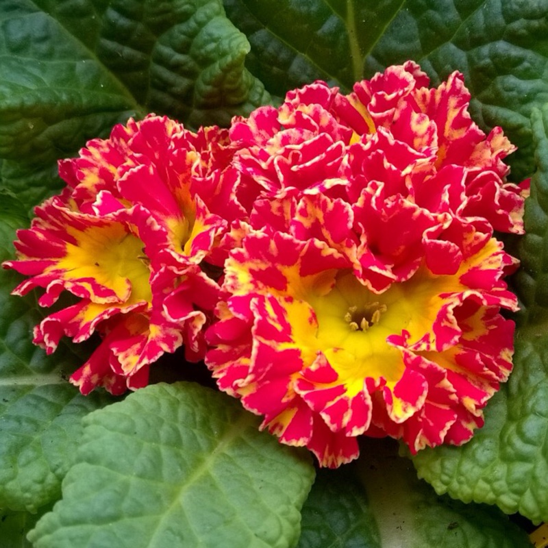 Primula Romance in the GardenTags plant encyclopedia Primula Romance in the GardenTags plant encyclopedia