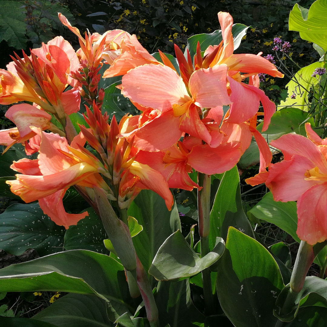 Canna Rose Quartz in the GardenTags plant encyclopedia Canna Rose Quartz in the GardenTags plant encyclopedia