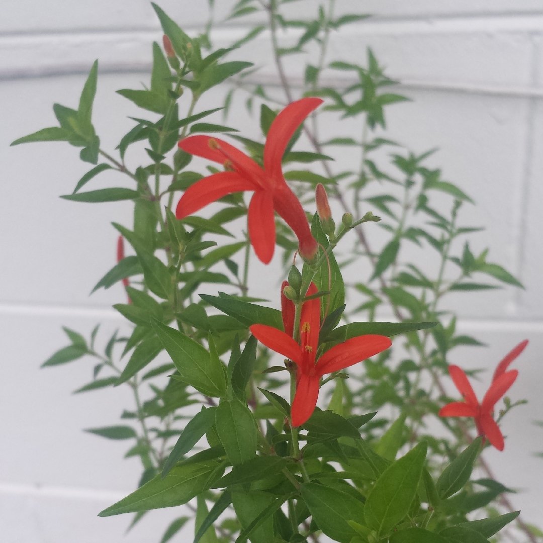 Anisacanthus Quadrifidus in the GardenTags plant encyclopedia Flame Acanthus in the GardenTags plant encyclopedia