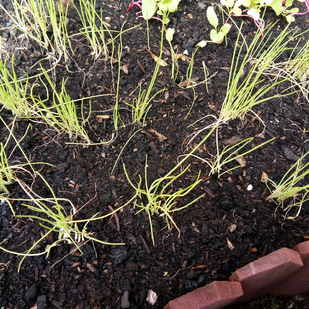 Allium fistulosum White Lisbon in the GardenTags plant encyclopedia Spring Onion White Lisbon in the GardenTags plant encyclopedia