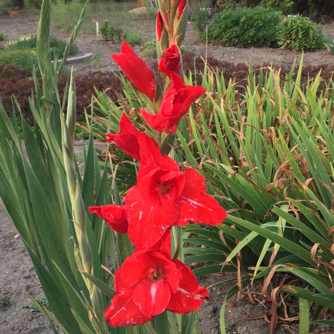 Gladiolus Canada Flag in the GardenTags plant encyclopedia Canada Flag Red Gladiola in the GardenTags plant encyclopedia