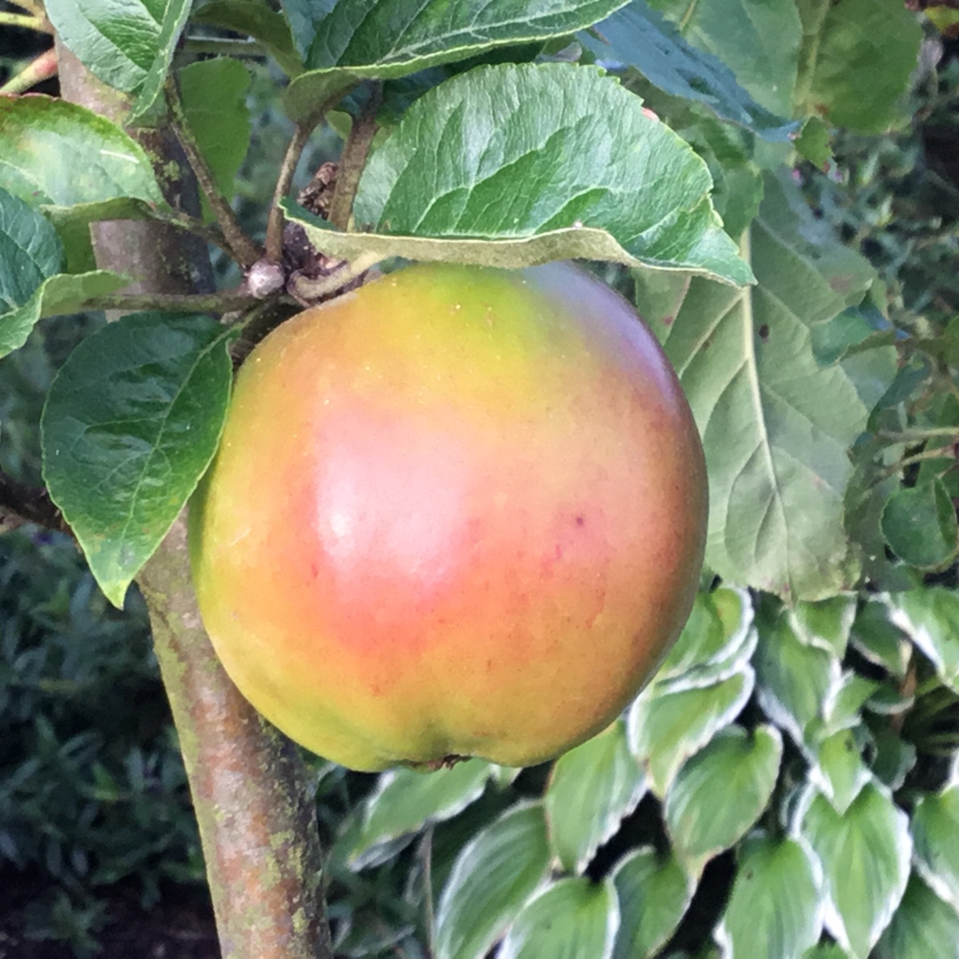 Malus domestica Scotch Bridget in the GardenTags plant encyclopedia Apple Scotch Bridget in the GardenTags plant encyclopedia
