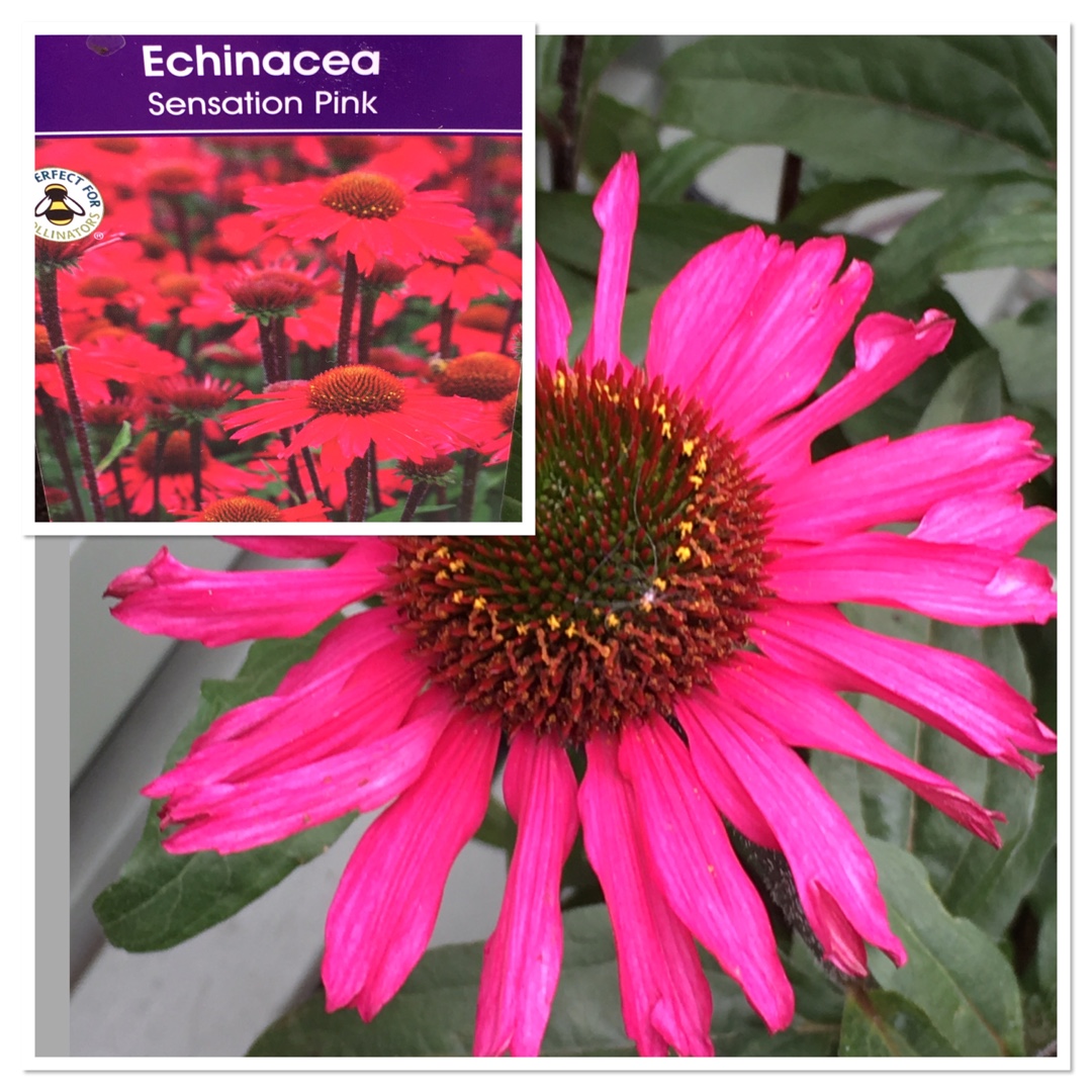 Echinacea purpurea Sensation Pink in the GardenTags plant encyclopedia Coneflower Sensation Pink in the GardenTags plant encyclopedia