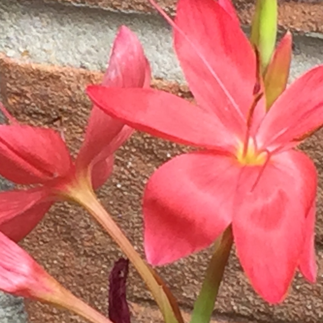 Hesperantha coccinea Zeal Salmon syn. Schizostylis coccinea Zeal Salmon in the GardenTags plant encyclopedia Crimson Flag Lily Zeal Salmon in the GardenTags plant encyclopedia