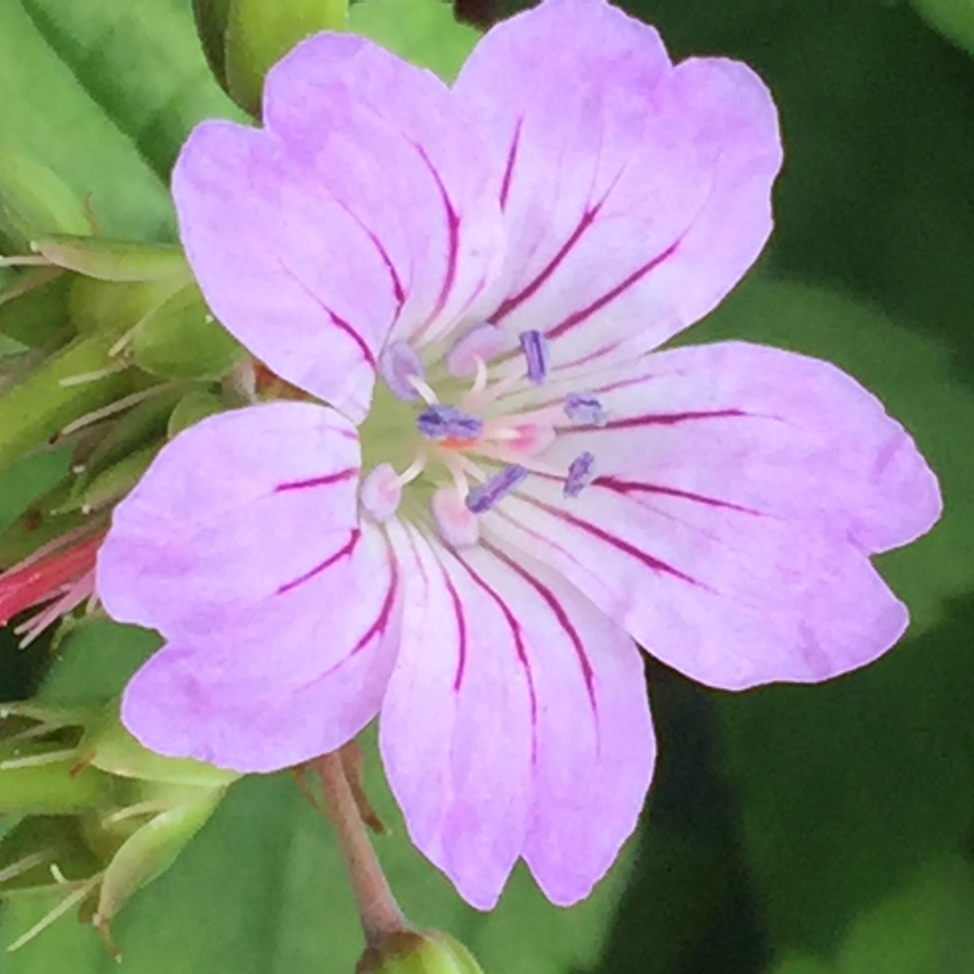 Geranium nodosum Svelte Lilac in the GardenTags plant encyclopedia Knotted Cranesbill Svelte Lilac in the GardenTags plant encyclopedia