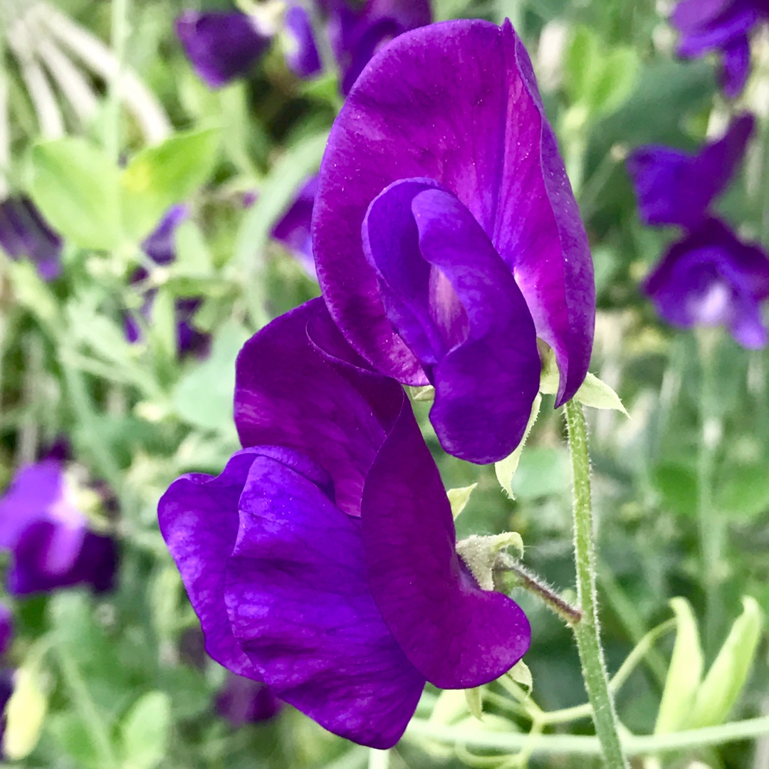 Lathyrus odoratus King Size Navy Blue in the GardenTags plant encyclopedia Sweet Pea King Size Navy Blue in the GardenTags plant encyclopedia