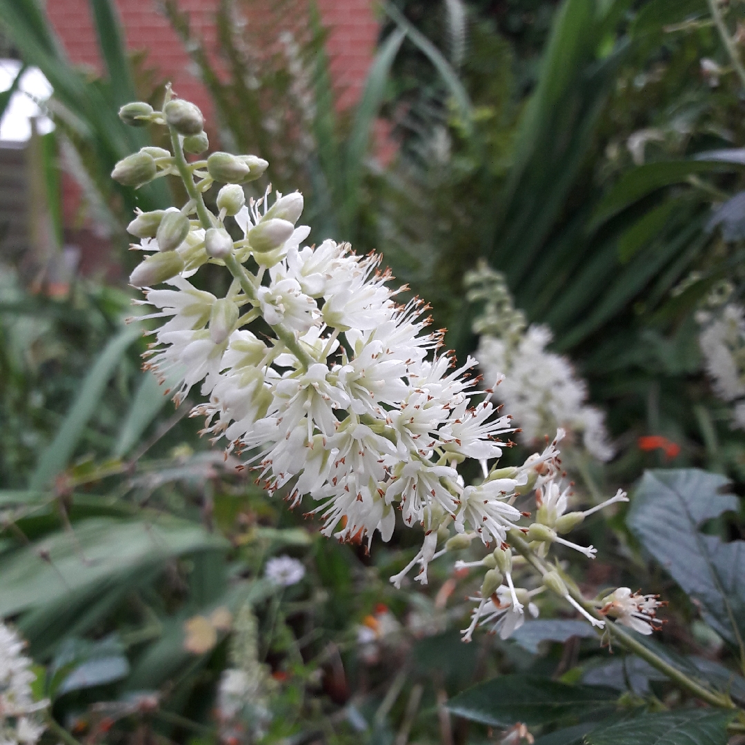 Clethra alnifolia Hummingbird in the GardenTags plant encyclopedia Sweet Pepper Bush Hummingbird in the GardenTags plant encyclopedia
