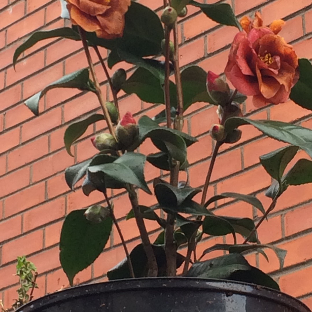Camellia sasanqua Bonanza in the GardenTags plant encyclopedia Camellia Bonanza in the GardenTags plant encyclopedia