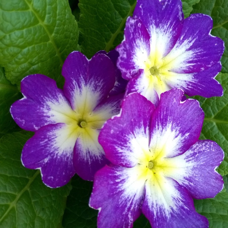 Primula vulgaris Husky Blue Bicolour in the GardenTags plant encyclopedia Primrose Husky Blue Bicolour in the GardenTags plant encyclopedia