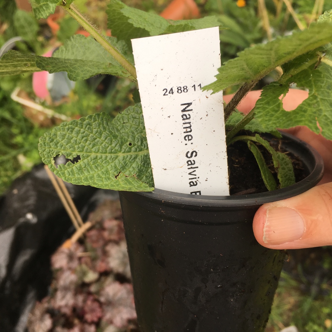 Salvia Ballet Series Mix in the GardenTags plant encyclopedia Salvia Ballet Series Mix in the GardenTags plant encyclopedia