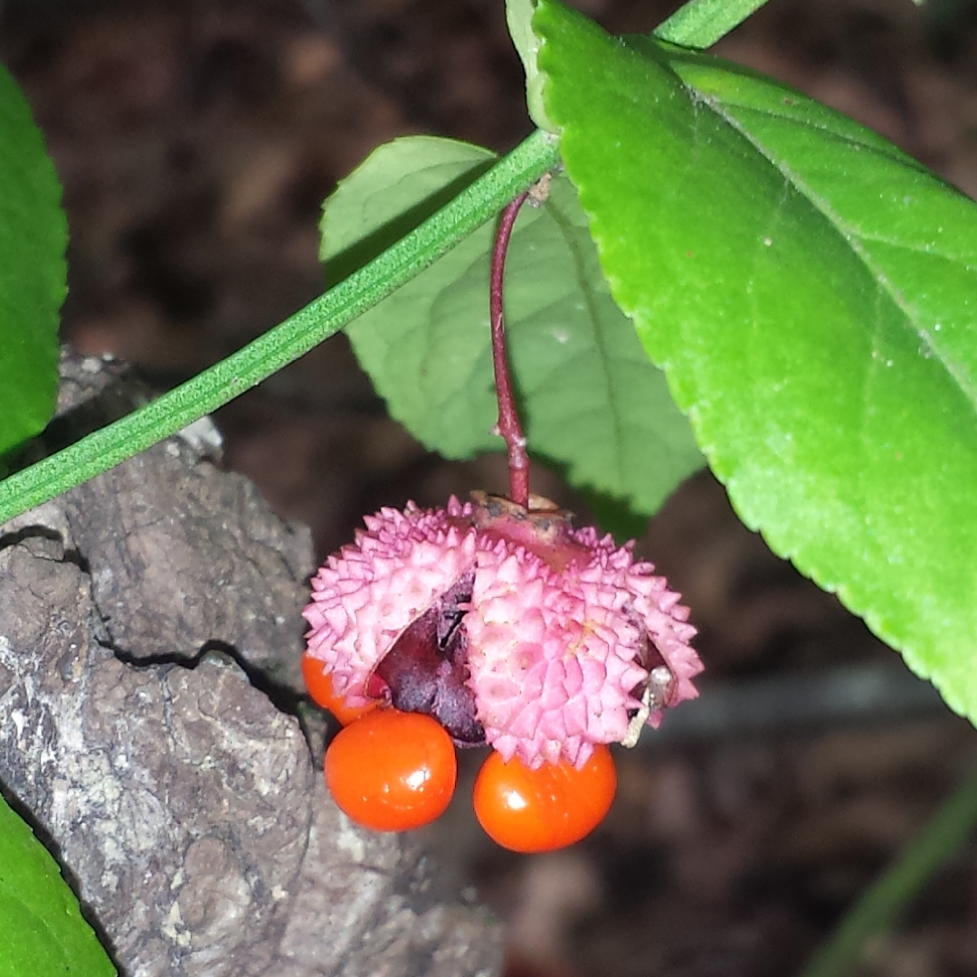 Euonymus americanus in the GardenTags plant encyclopedia American Strawberry Bush in the GardenTags plant encyclopedia