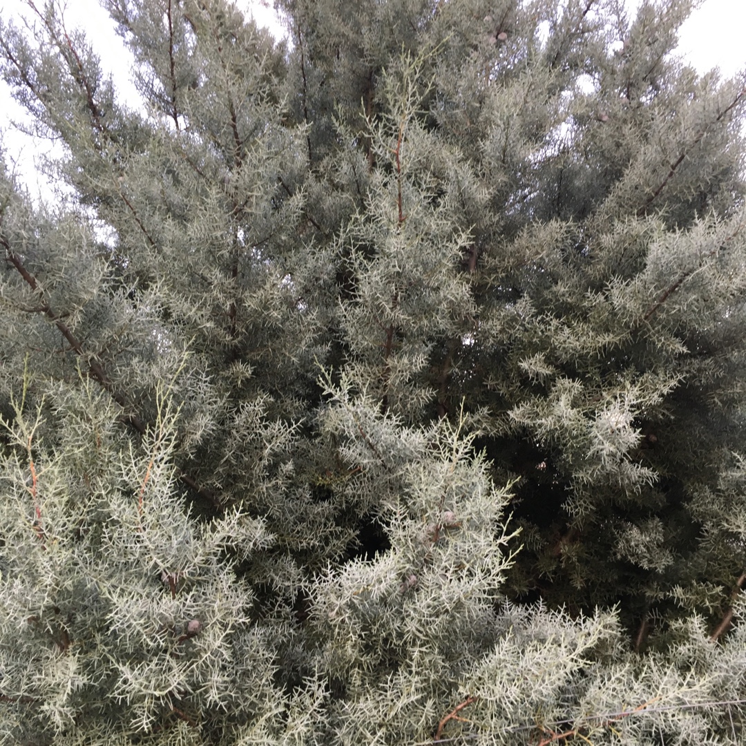 Cupressus arizonica Blue Ice in the GardenTags plant encyclopedia Arizona Cypress Blue Ice in the GardenTags plant encyclopedia