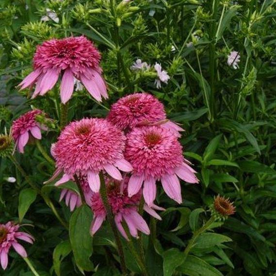 Echinacea purpurea Razzmatazz in the GardenTags plant encyclopedia Coneflower Razzmatazz in the GardenTags plant encyclopedia