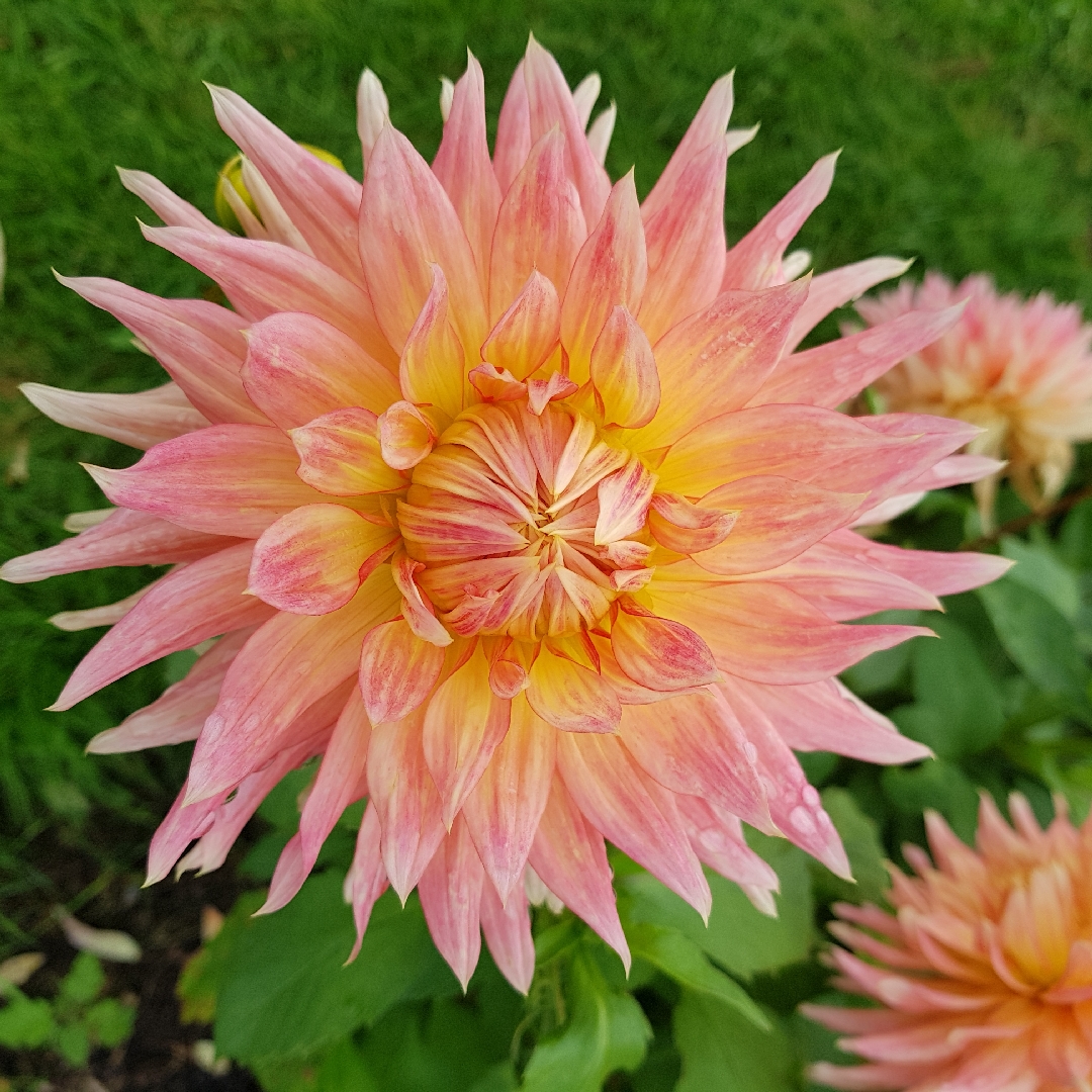 Dahlia Here We Go in the GardenTags plant encyclopedia Dahlia Here We Go in the GardenTags plant encyclopedia