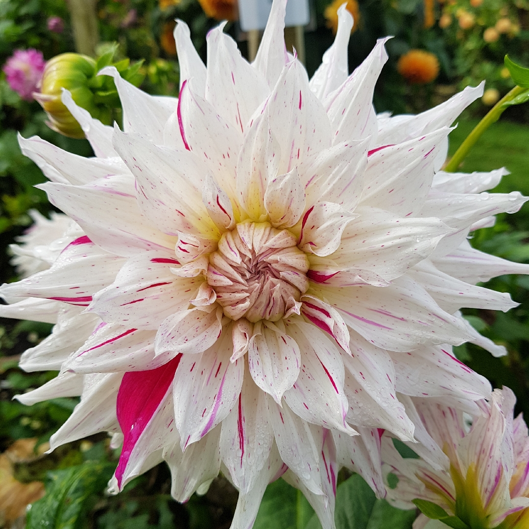 Dahlia Riviera in the GardenTags plant encyclopedia Dahlia Riviera in the GardenTags plant encyclopedia